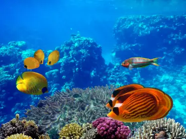 Sahl Hasheesh: Rejs jachtem do Orange Bay z prywatnym transferem – zdjęcie 2