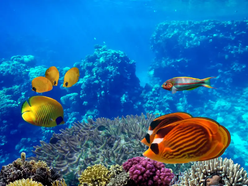 Sahl Hasheesh: Rejs jachtem do Orange Bay z prywatnym transferem – zdjęcie 2