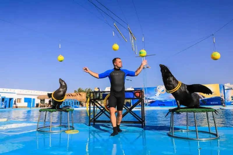 Ελ Γκούνα: Παράσταση Dolphina Park + Προαιρετικό Κολύμπι με Δελφίνια - Experience (5 of 13)