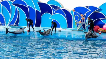 Ελ Γκούνα: Παράσταση Dolphina Park + Προαιρετικό Κολύμπι με Δελφίνια - Activity (3 of 13)