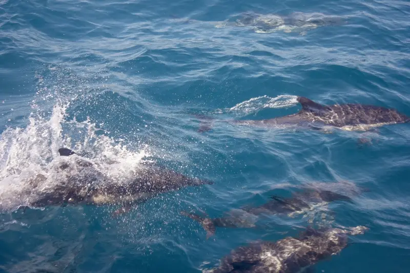 Sahl Hasheesh: Wycieczka łodzią do Dolphin House z prywatnym transferem – zdjęcie 8