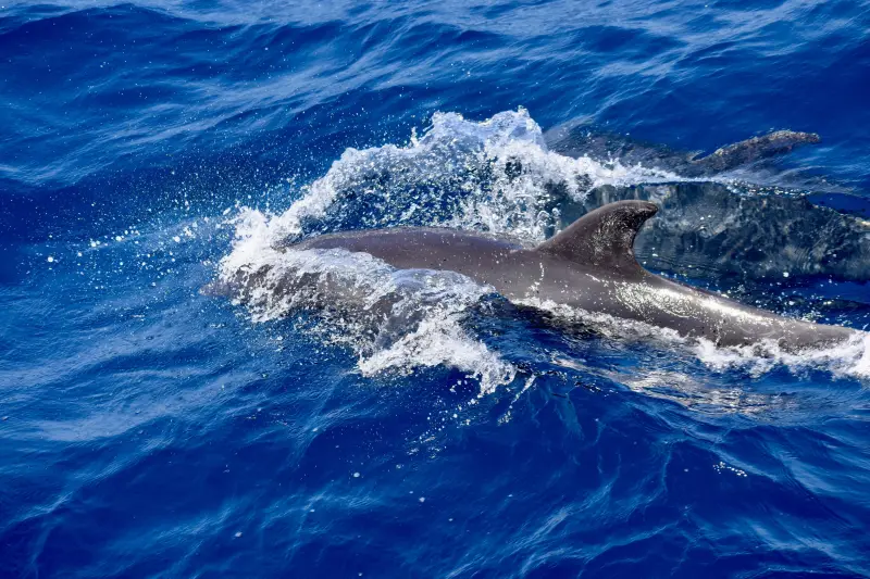 Sahl Hasheesh: Wycieczka łodzią do Dolphin House z prywatnym transferem – zdjęcie 9