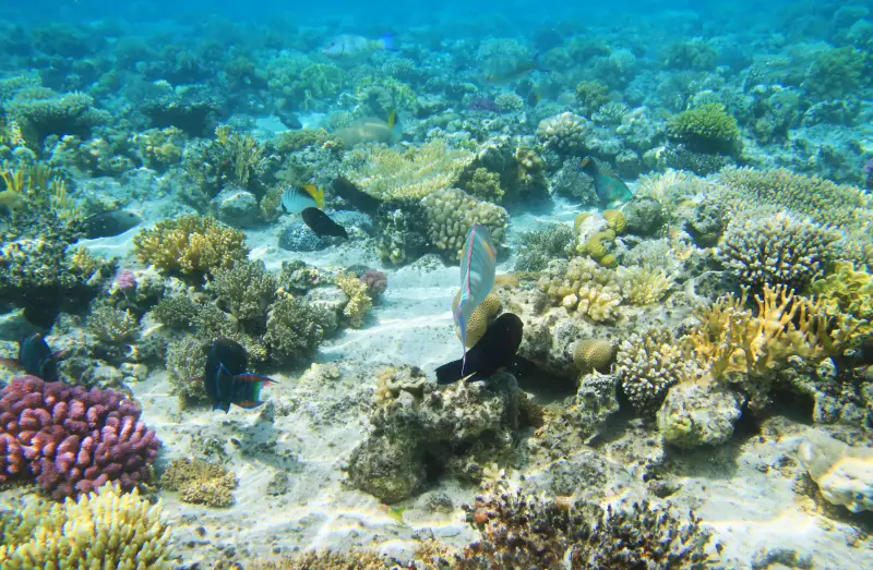Sahl Hasheesh: Magawish Island & Snorkeling w Buffet Lunch - Image 7