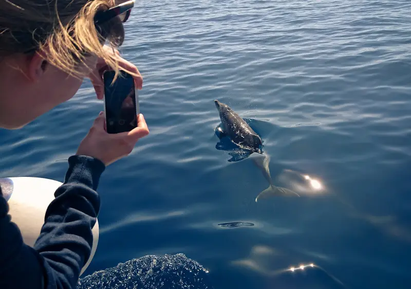 Sahl Hasheesh: Dolphin Watching Boat Tour with Snorkeling - Image 6