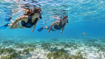 Marsa Alam - Excursion de Snorkeling avec les Tortues de Mer - Experience (5 of 15)