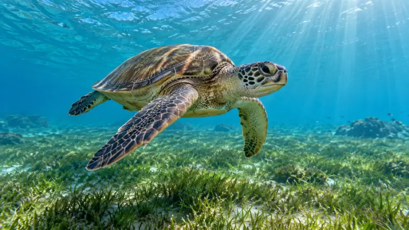 Marsa Alam - Excursion de Snorkeling avec les Tortues de Mer - View (9 of 15)