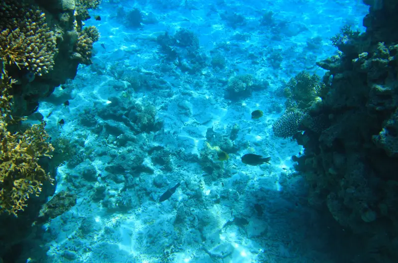 Sahl Hasheesh: Magawish Island & Snorkeling w Buffet Lunch - Image 5