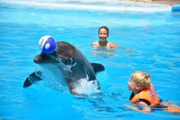 Ελ Γκούνα: Παράσταση Dolphina Park + Προαιρετικό Κολύμπι με Δελφίνια - Details (4 of 13)