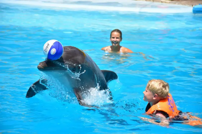 Ελ Γκούνα: Παράσταση Dolphina Park + Προαιρετικό Κολύμπι με Δελφίνια - Details (4 of 13)