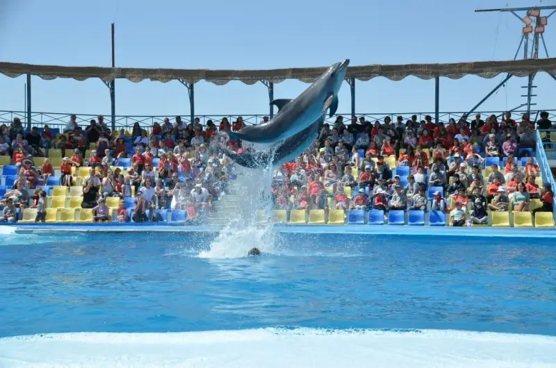 Ελ Γκούνα: Παράσταση Dolphina Park + Προαιρετικό Κολύμπι με Δελφίνια - View (12 of 13)