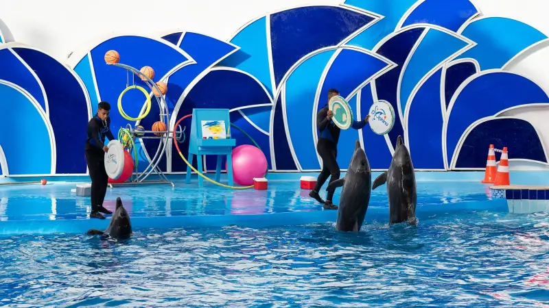 Ελ Γκούνα: Παράσταση Dolphina Park + Προαιρετικό Κολύμπι με Δελφίνια - View (10 of 13)