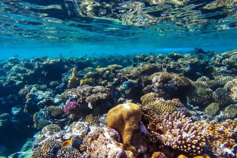 Sahl Hasheesh: Rejs jachtem do Orange Bay z prywatnym transferem – zdjęcie 12