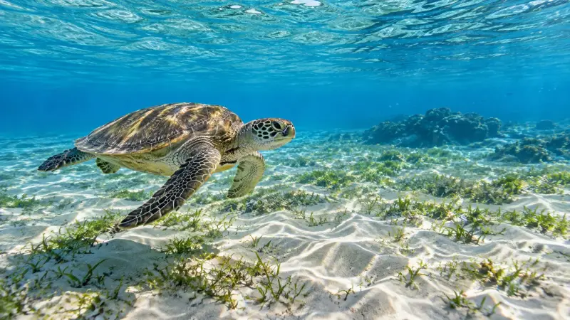 Marsa Alam - Excursion de Snorkeling avec les Tortues de Mer - View (14 of 15)