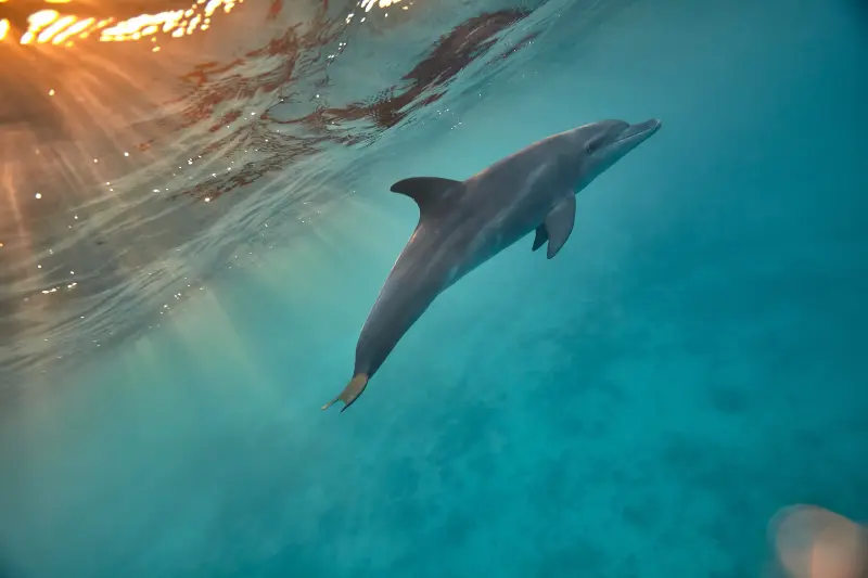 Sahl Hasheesh: Dolphin Watching Boat Tour with Snorkeling - Image 8