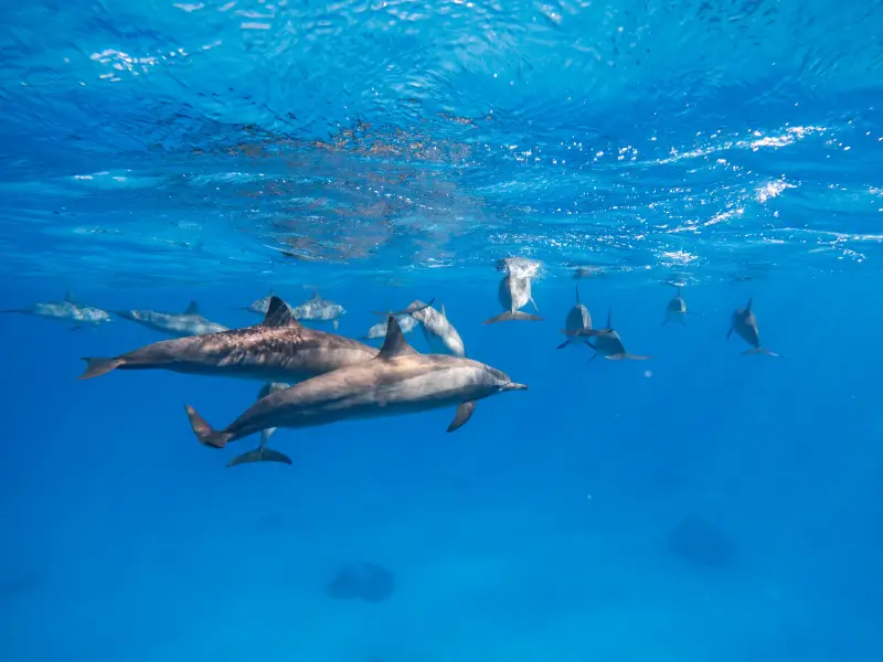 Sahl Hasheesh: Dolphin Watching Boat Tour with Snorkeling - Image 9
