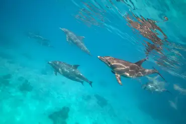 Sahl Hasheesh: Dolphin Watching Boat Tour with Snorkeling - Image 4