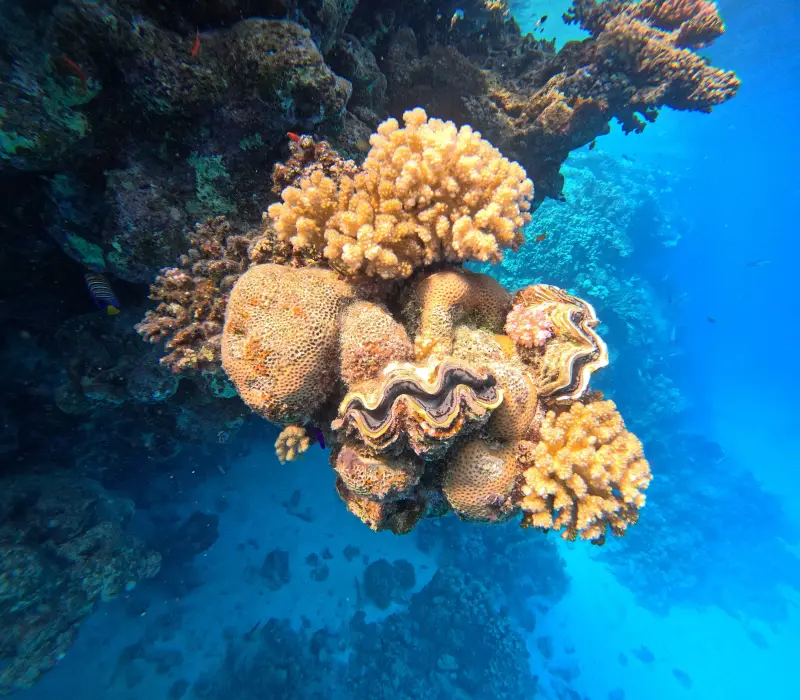 Port Ghalib: Sataya Reefs Dolphin Snorkel Cruise with Lunch - Activity (3 of 32)