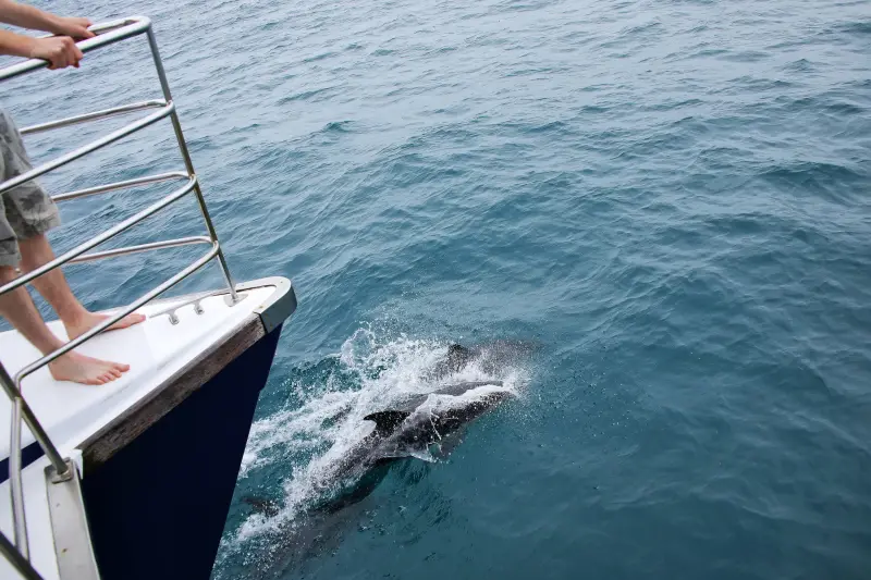 Sahl Hasheesh: Dolphin Watching Boat Tour with Snorkeling - Image 7