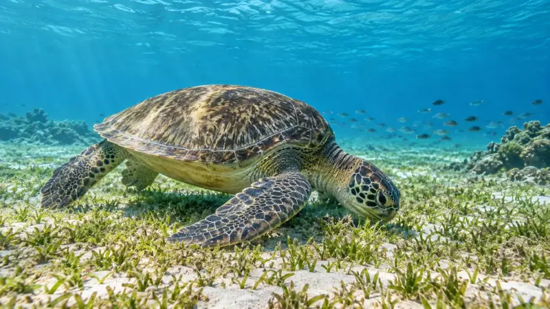 Marsa Alam - Excursion de Snorkeling avec les Tortues de Mer - View (11 of 15)