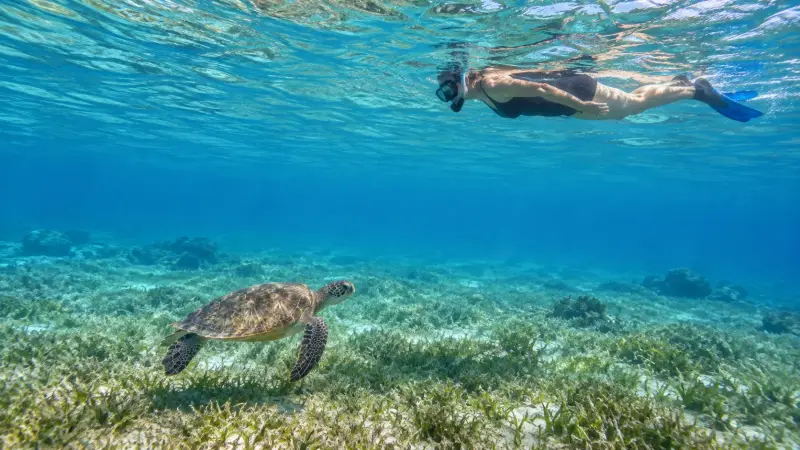 Marsa Alam - Excursion de Snorkeling avec les Tortues de Mer - View (10 of 15)