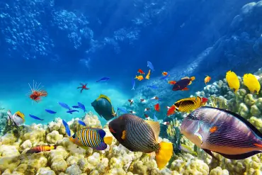 Sharm el-Sheikh: Glass Bottom Boat Coastal Tour - Photo 5