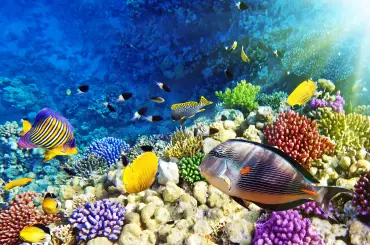 Sharm El Sheikh: Panoramiczna przygoda łodzią ze szklanym dnem – zdjęcie 2