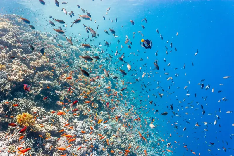 Sharm El Sheikh: Ras Mohamed & White Island Trip with Lunch - Image 4