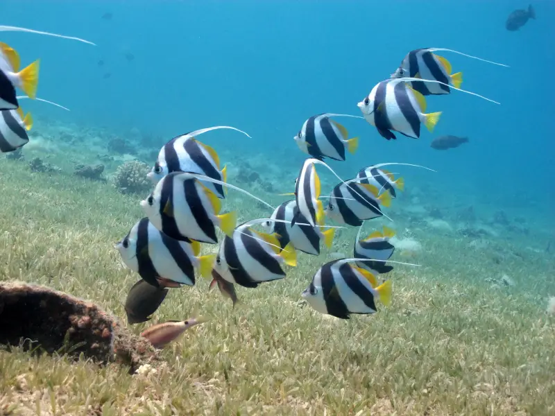 Sharm El Sheikh: Ras Mohamed & White Island Trip with Lunch - Image 5