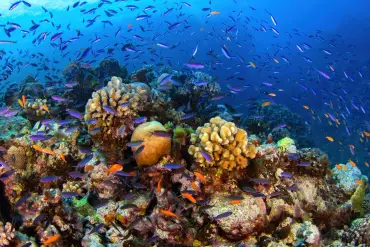 Sharm El Sheikh: Prywatna wycieczka łodzią motorową na wyspę Tiran – zdjęcie 3