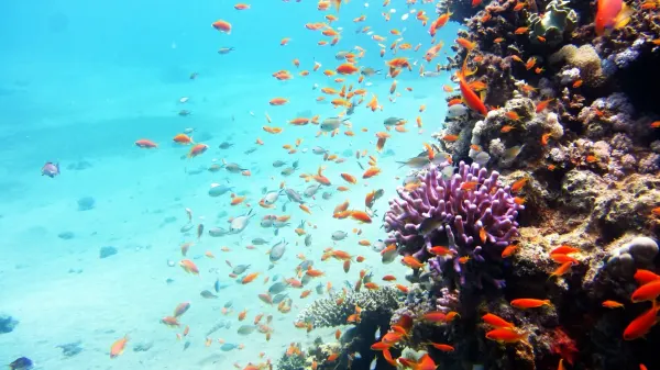 Orangefarbene Fahnenbarsche über Hartkorallen am Careless Reef, Hurghada