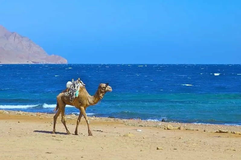 Sharm El Sheikh: Dahab, Canyon, Camel, and Snorkel Jeep Tour - Image 8