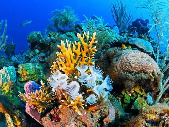 Marsa Alam: Hamata Islands Snorkeling Trip with Lunch - Image 16