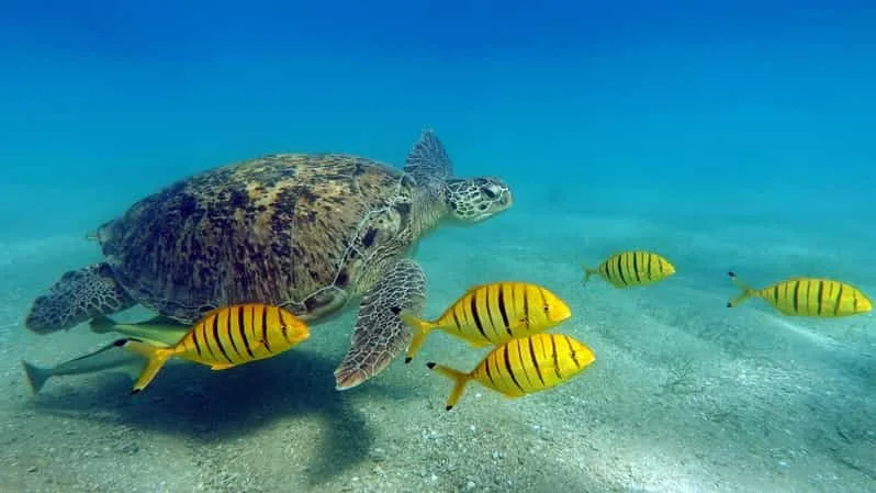 Marsa Alam: Snorkel with Sea Turtles Marsa Mubarak - Image 6