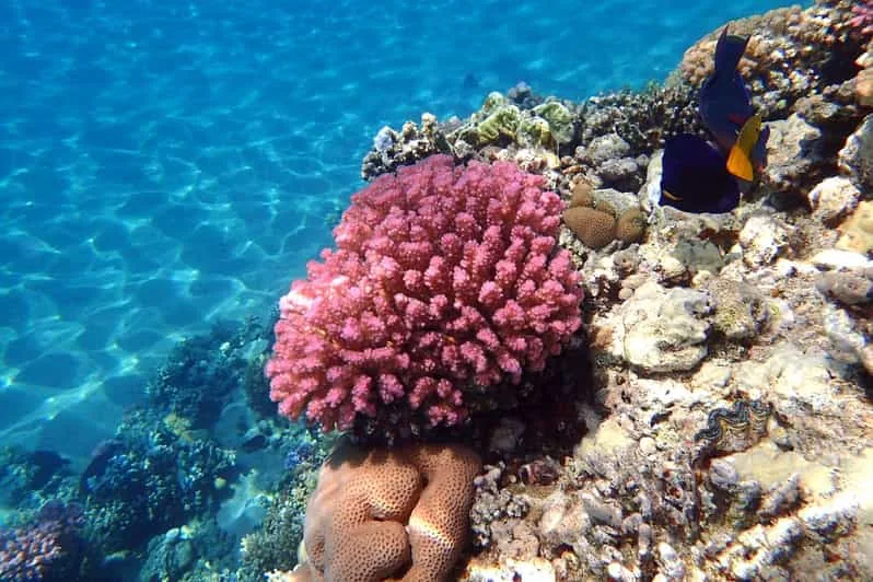 From Marsa Alam: Orange Island Boat Trip in Hurghada - Image 10