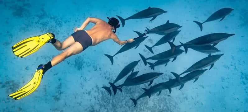 Marsa Alam: Sataya Reef Dolphin House Snorkeling Boat Trip with Lunch