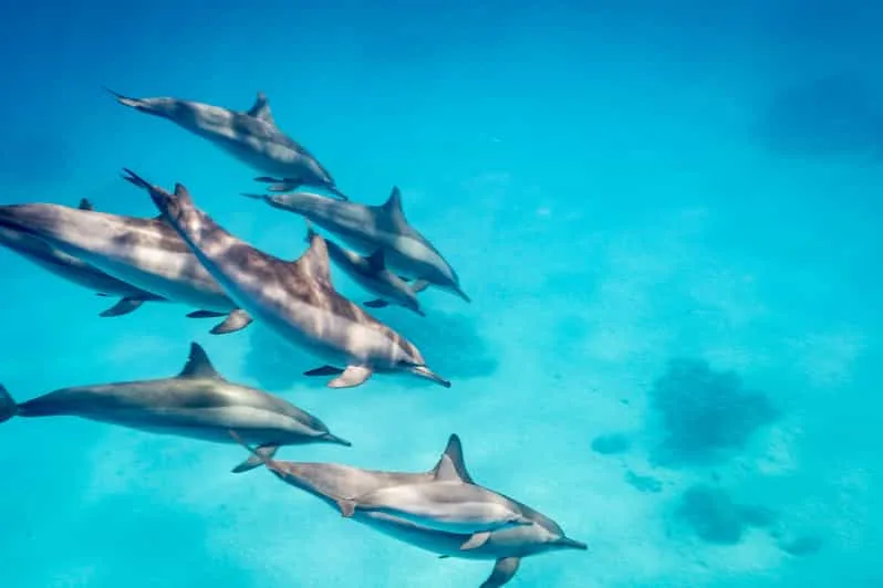 Marsa Alam: Sataya Reef Dolphin House Snorkeling Boat Trip with Lunch