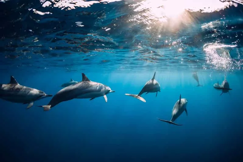 Marsa Alam: Sataya Reef Dolphin House Snorkeling Boat Trip with Lunch