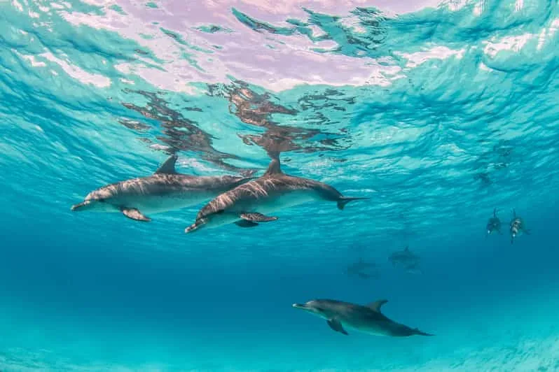 Marsa Alam: Sataya Reef Dolphin House Snorkeling Boat Trip with Lunch