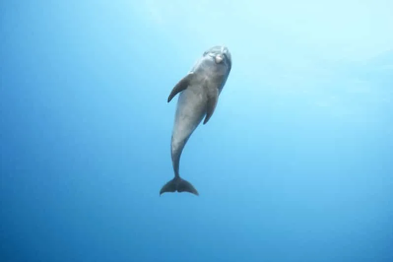 Marsa Alam: Sataya Reef Dolphin House Snorkeling Boat Trip with Lunch