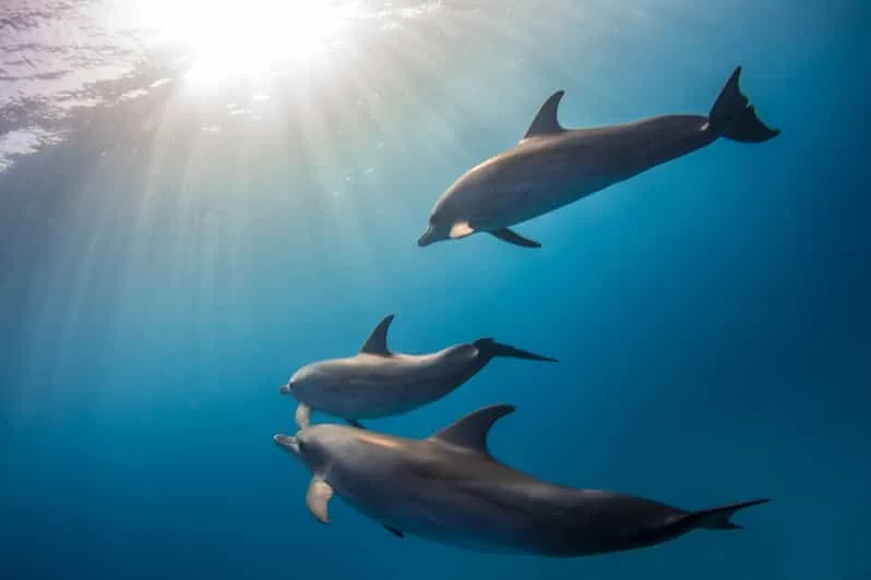 Marsa Alam: Sataya Reef Dolphin House Snorkeling Boat Trip with Lunch