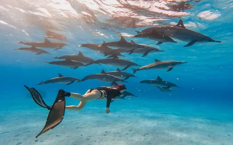 Marsa Alam: Sataya Reef Dolphin House Snorkeling Boat Trip with Lunch