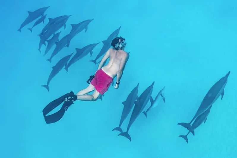 Marsa Alam: Sataya Reef Dolphin House Snorkeling Boat Trip with Lunch