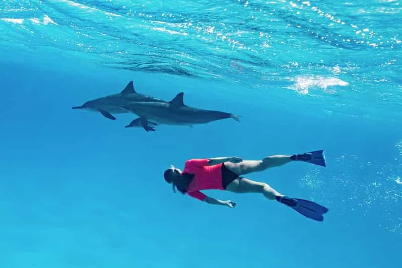 Marsa Alam: Sataya Reef Dolphin House Snorkeling Boat Trip with Lunch