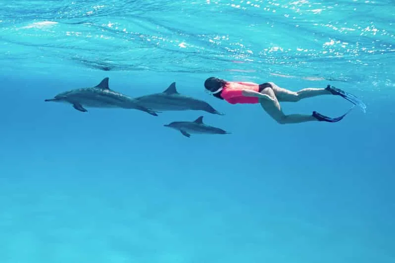 Marsa Alam: Sataya Reef Dolphin House Snorkeling Boat Trip with Lunch