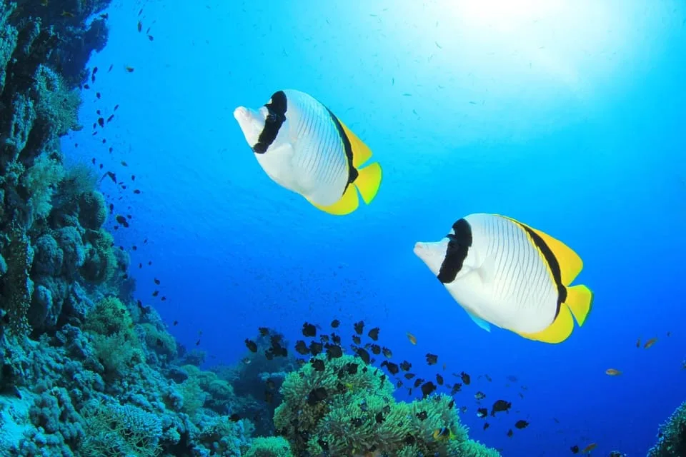 Sahl Hasheesh: Orange Bay Yacht Cruise with Private Transfer - Image 6