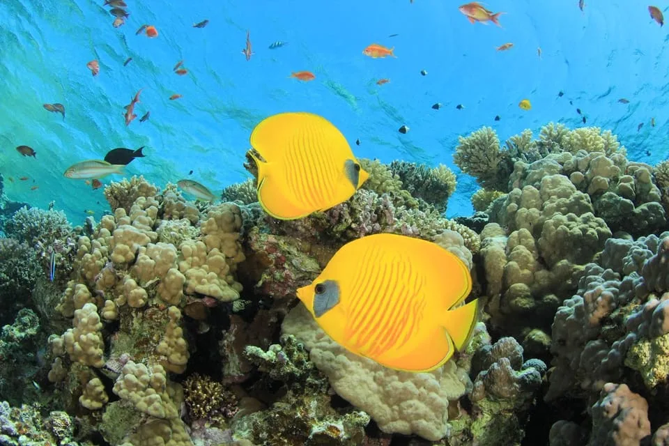 Sahl Hasheesh: Orange Bay Yacht Cruise with Private Transfer - Image 8