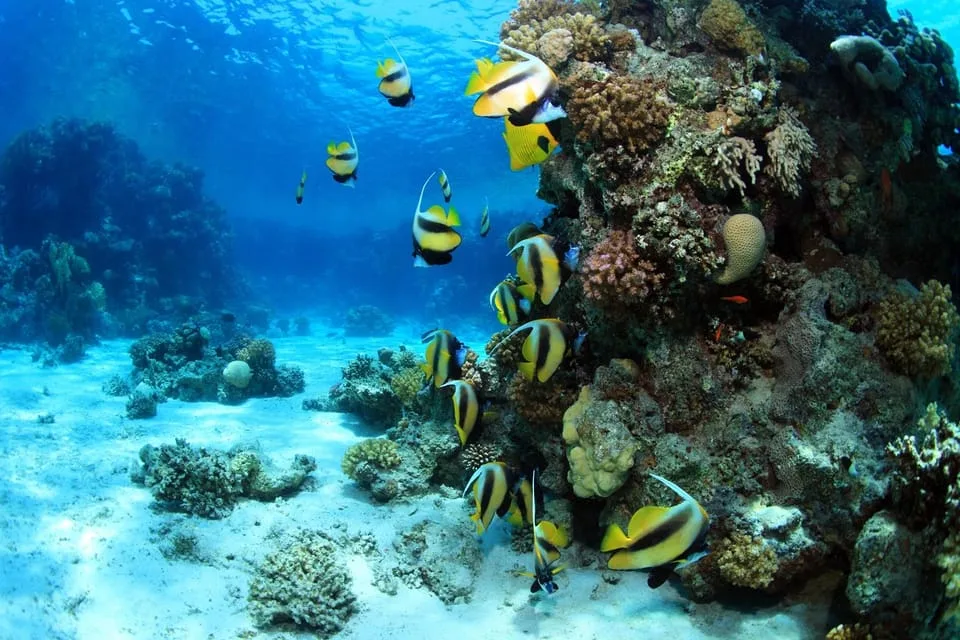 Sahl Hasheesh: Orange Bay Yacht Cruise with Private Transfer - Image 13