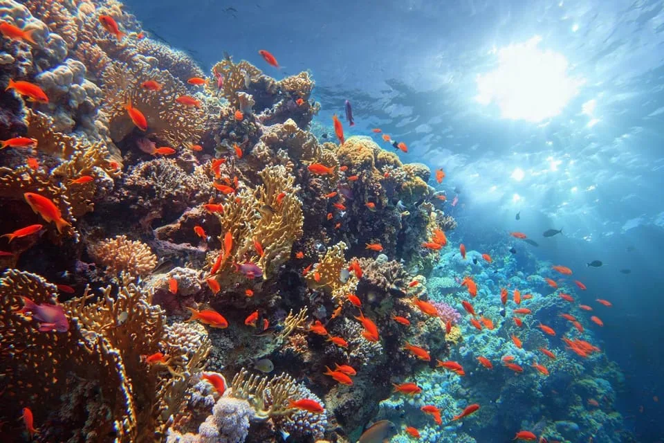 Sahl Hasheesh: Orange Bay Yacht Cruise with Private Transfer - Image 14