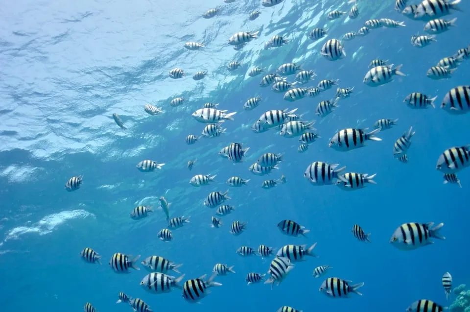 Sahl Hasheesh: Orange Bay Yacht Cruise with Private Transfer - Image 19