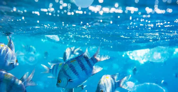 Sahl Hasheesh: Snorkeling Cruise Tour with Lunch and Drinks - Image 1